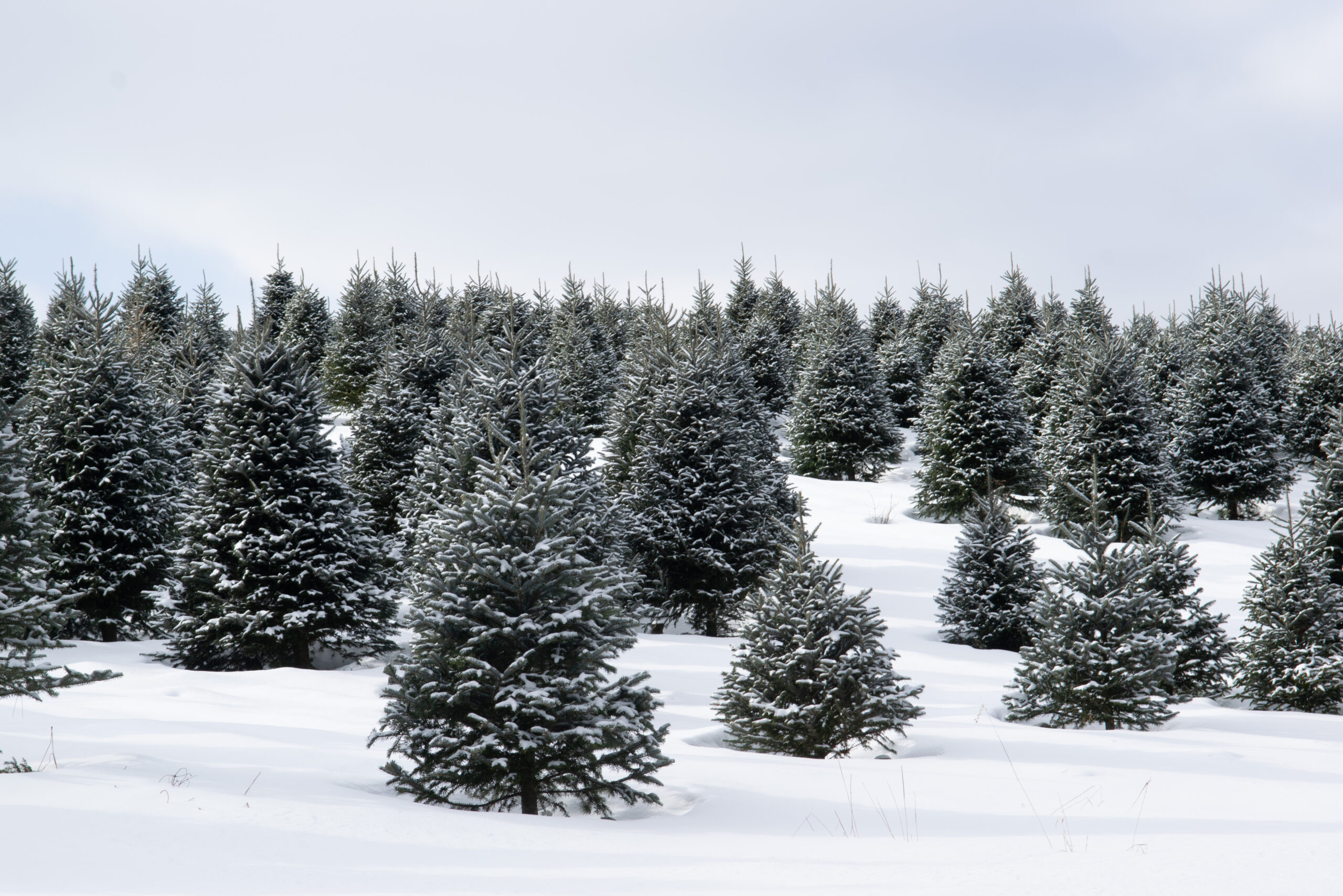 SapiniereDowney-0532 copie